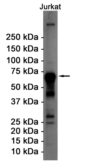 Rabbit Monoclonal Antibody to ATF2