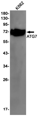 ATG7
