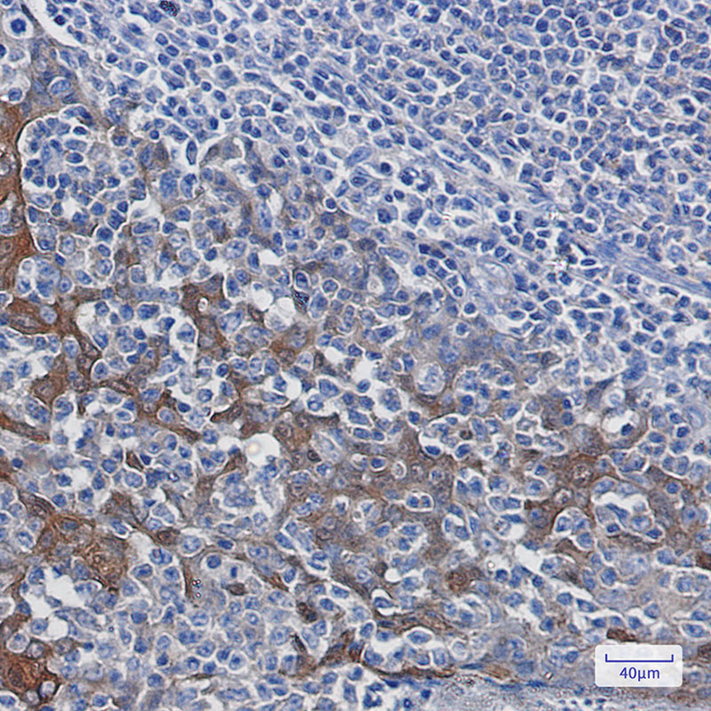 Rabbit Monoclonal Antibody to 14-3-3