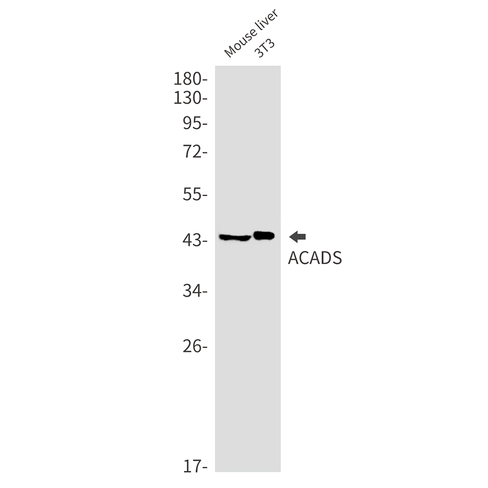ACADS