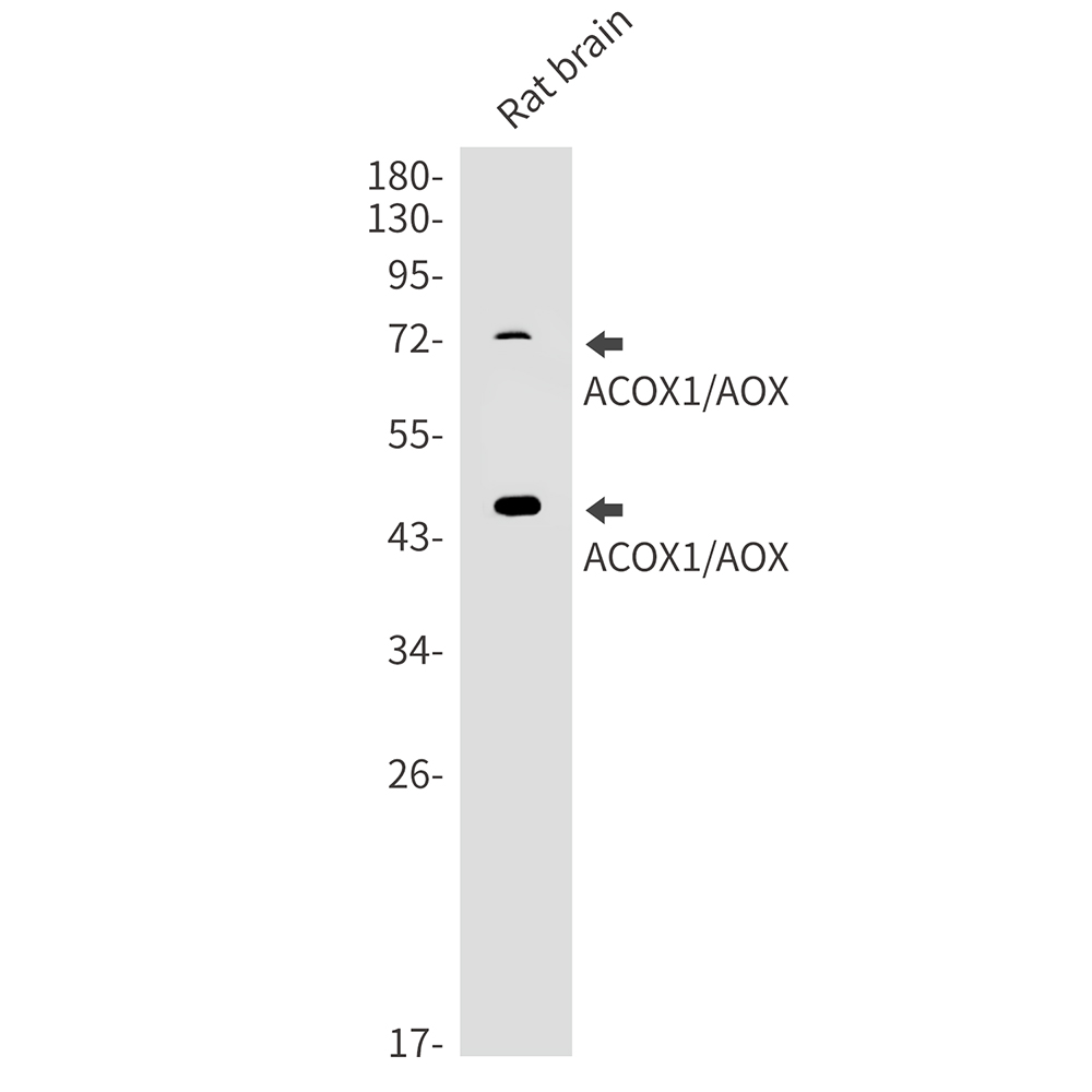 ACOX1
