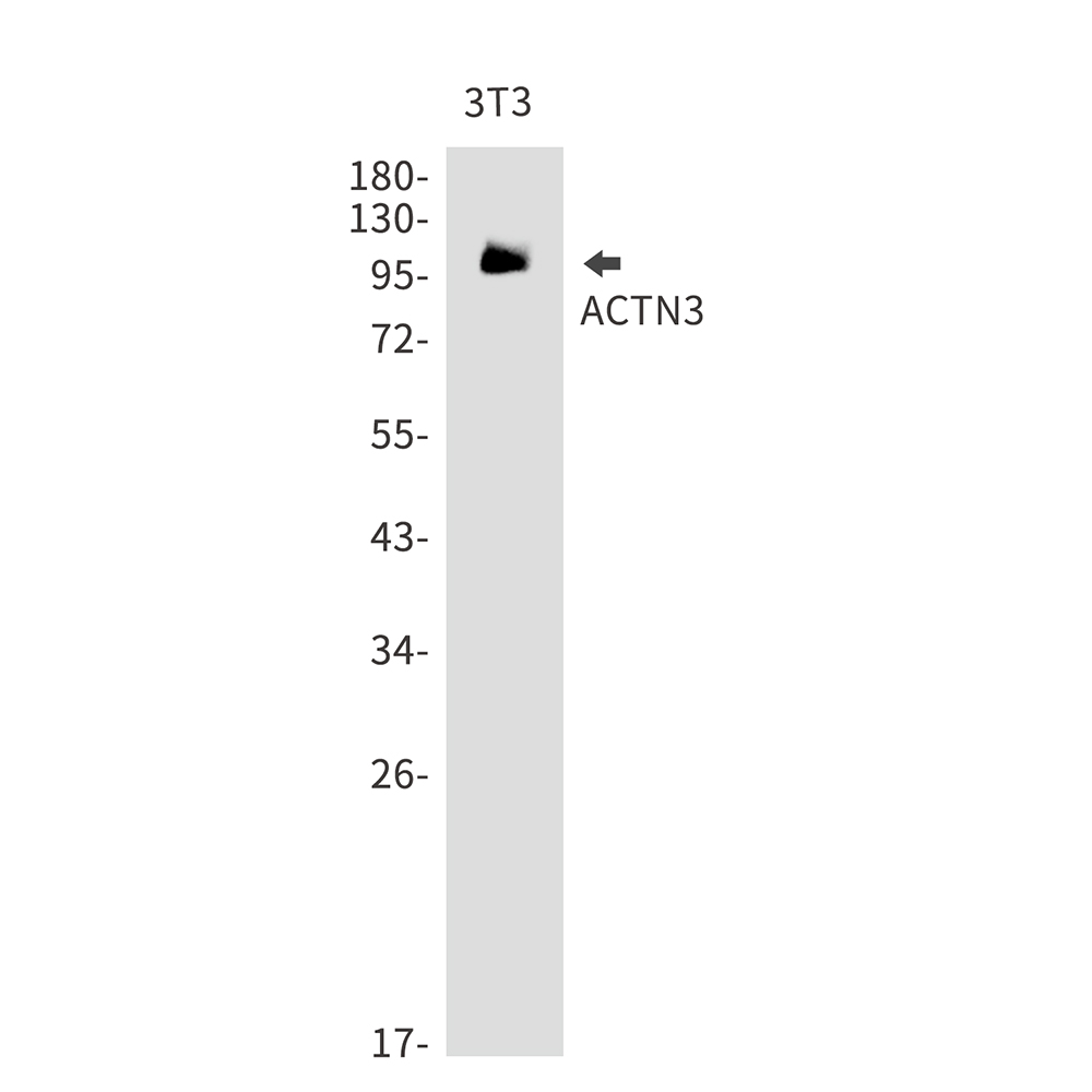 Rabbit Monoclonal Antibody to ACTN3