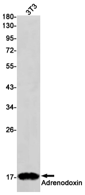 Adrenodoxin