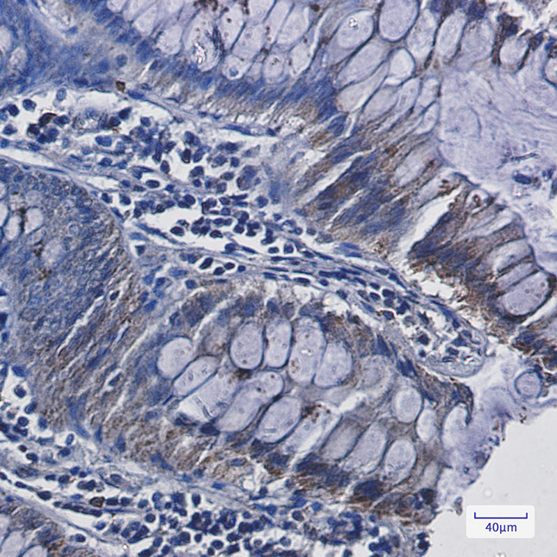 Rabbit Monoclonal Antibody to Adrenodoxin