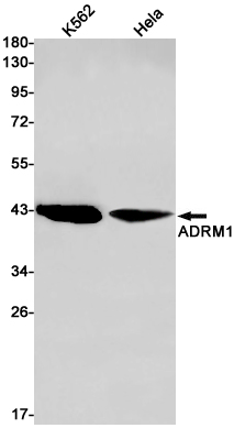 ADRM1