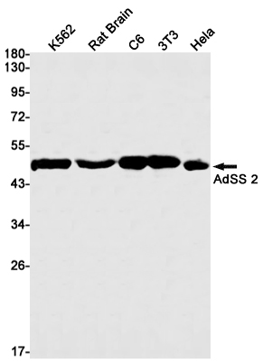AdSS 2