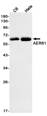 AER61