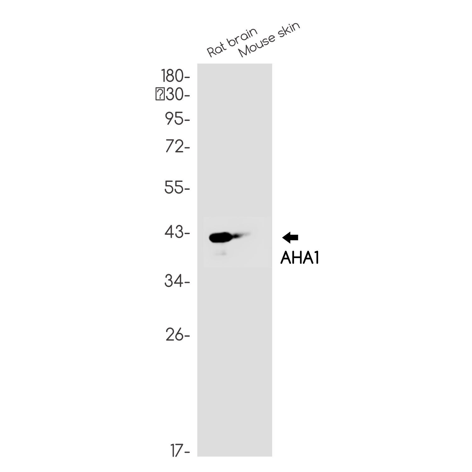 AHA1