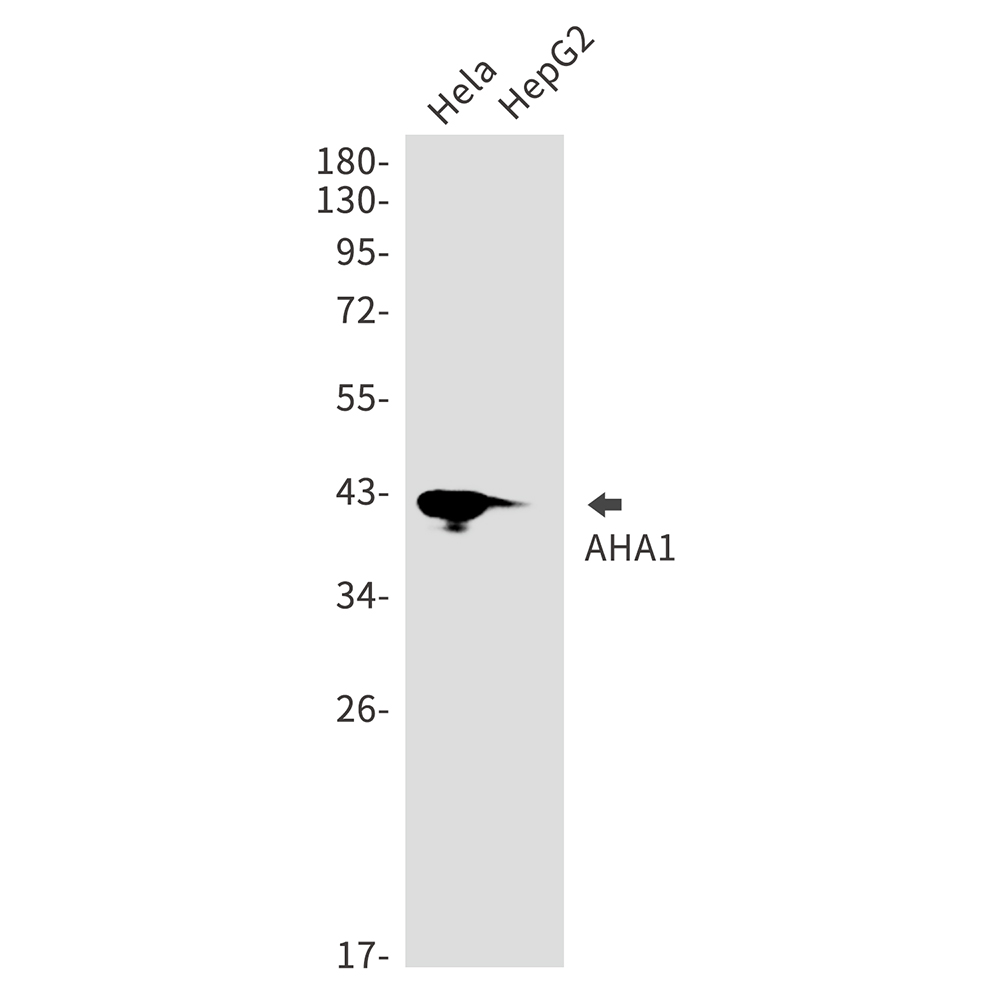 Rabbit Monoclonal Antibody to AHA1