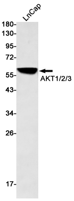 Rabbit Monoclonal Antibody to AKT