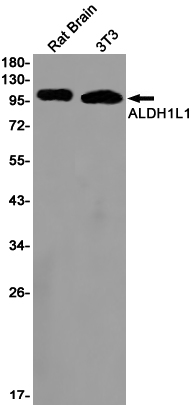 ALDH1L1