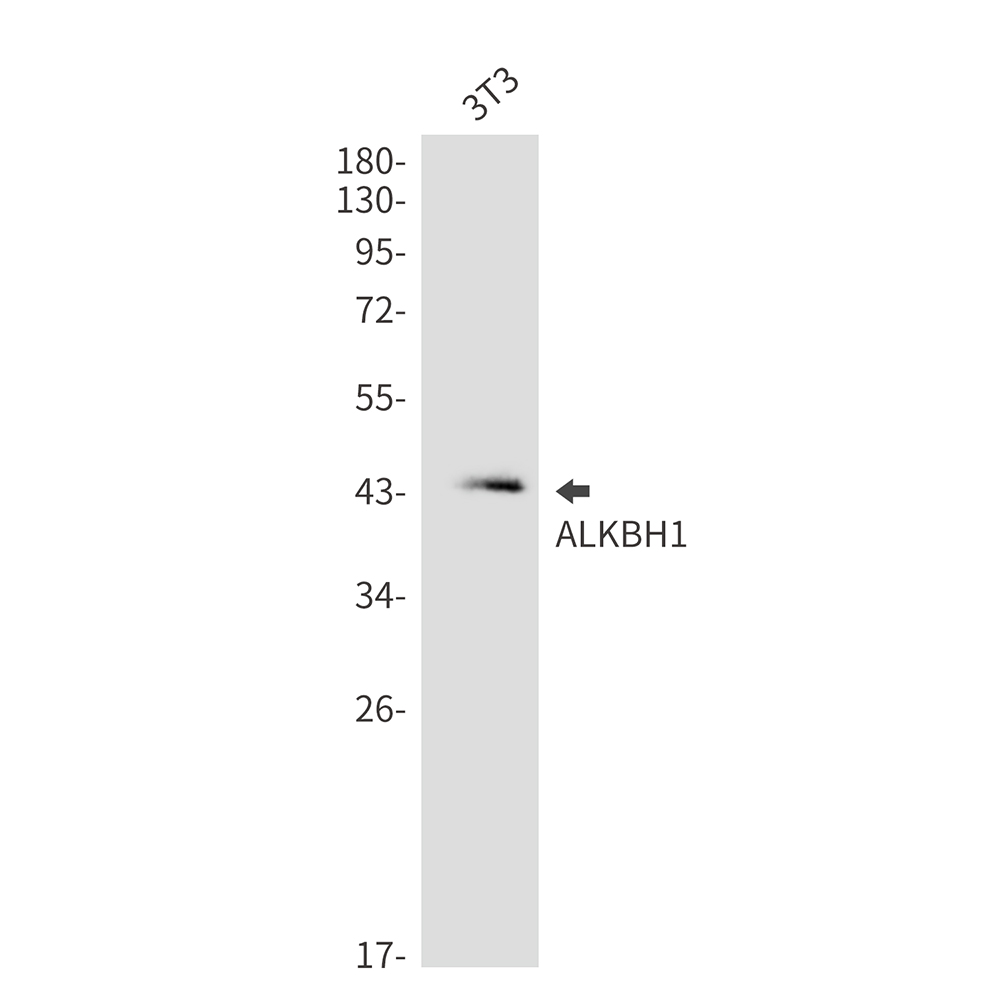 ALKBH1