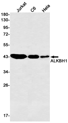 Rabbit Monoclonal Antibody to ALKBH1