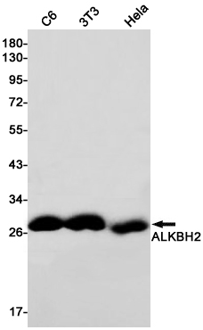 ALKBH2