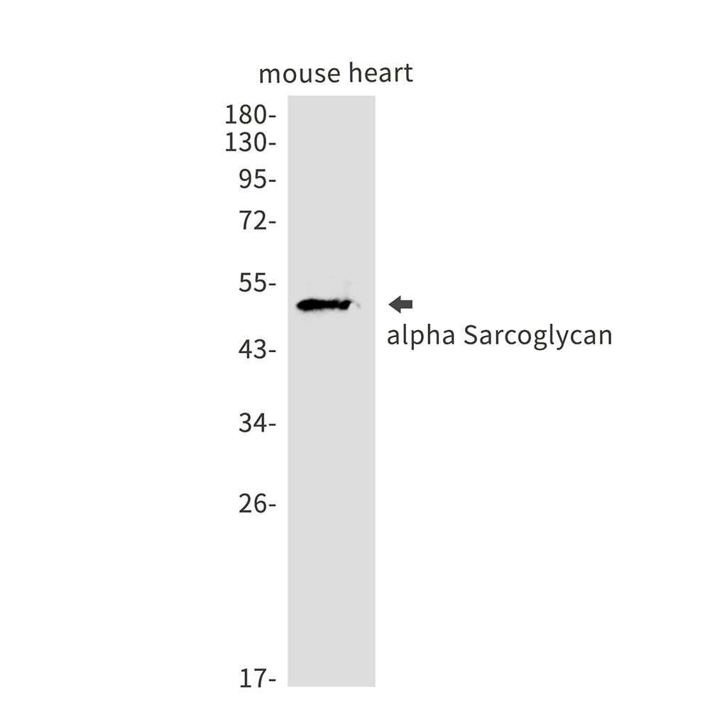 alpha Sarcoglycan
