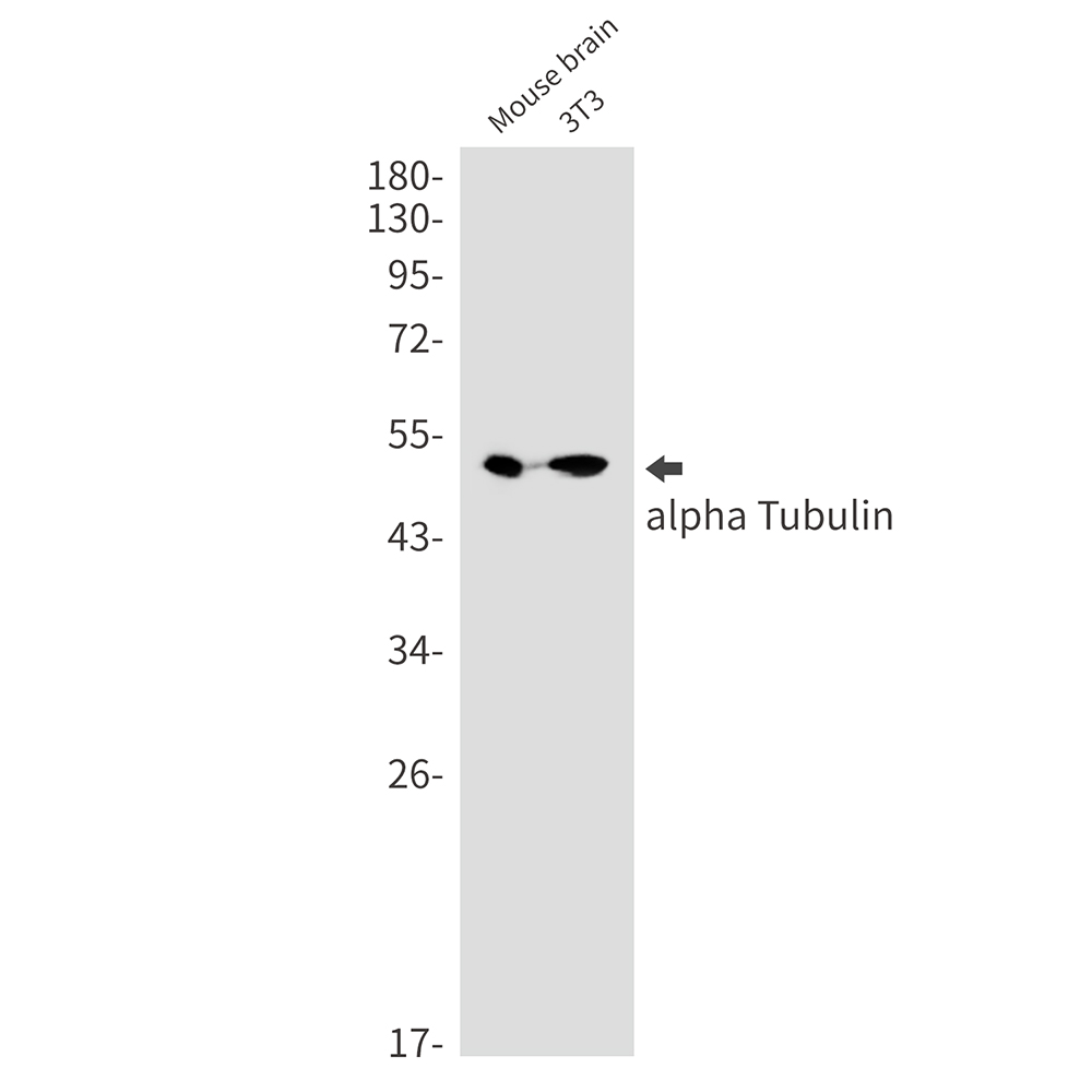 alpha Tubulin