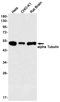 Rabbit Monoclonal Antibody to alpha Tubulin