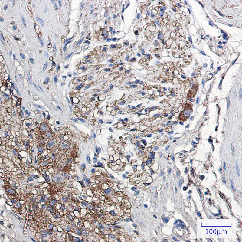 Rabbit Monoclonal Antibody to alpha Synuclein