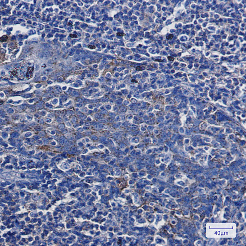 Rabbit Monoclonal Antibody to Annexin VII