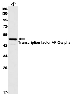 AP2 alpha