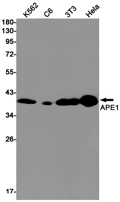 APE1