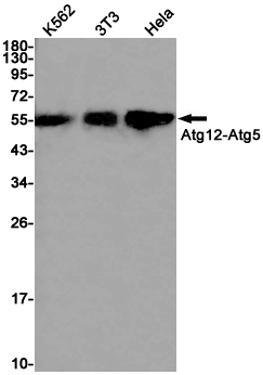 ATG12
