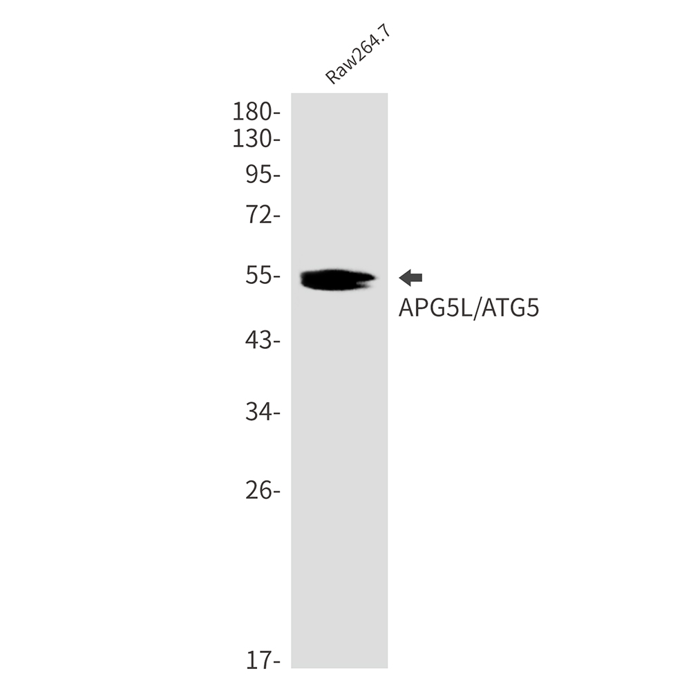 APG5L