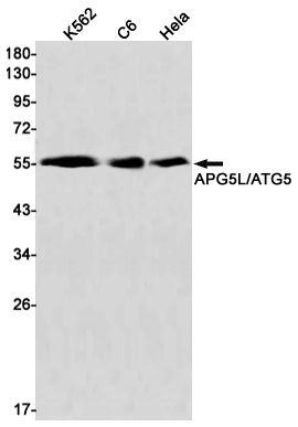 Rabbit Monoclonal Antibody to APG5L
