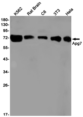 ATG7