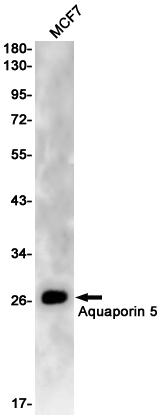 Aquaporin 5