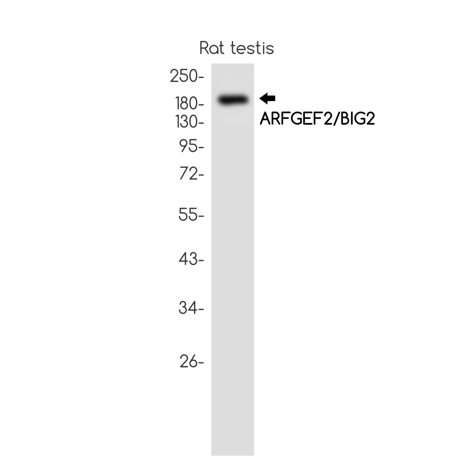 ARFGEF2