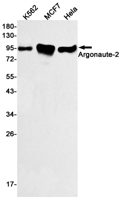 Argonaute 2