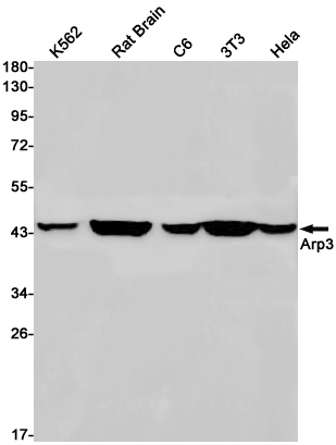 Actin Related Protein 3