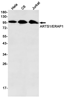 ERAP1
