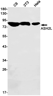 ASH2L
