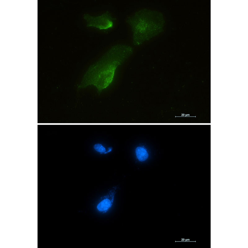 Rabbit Monoclonal Antibody to Aspartate Aminotransferase