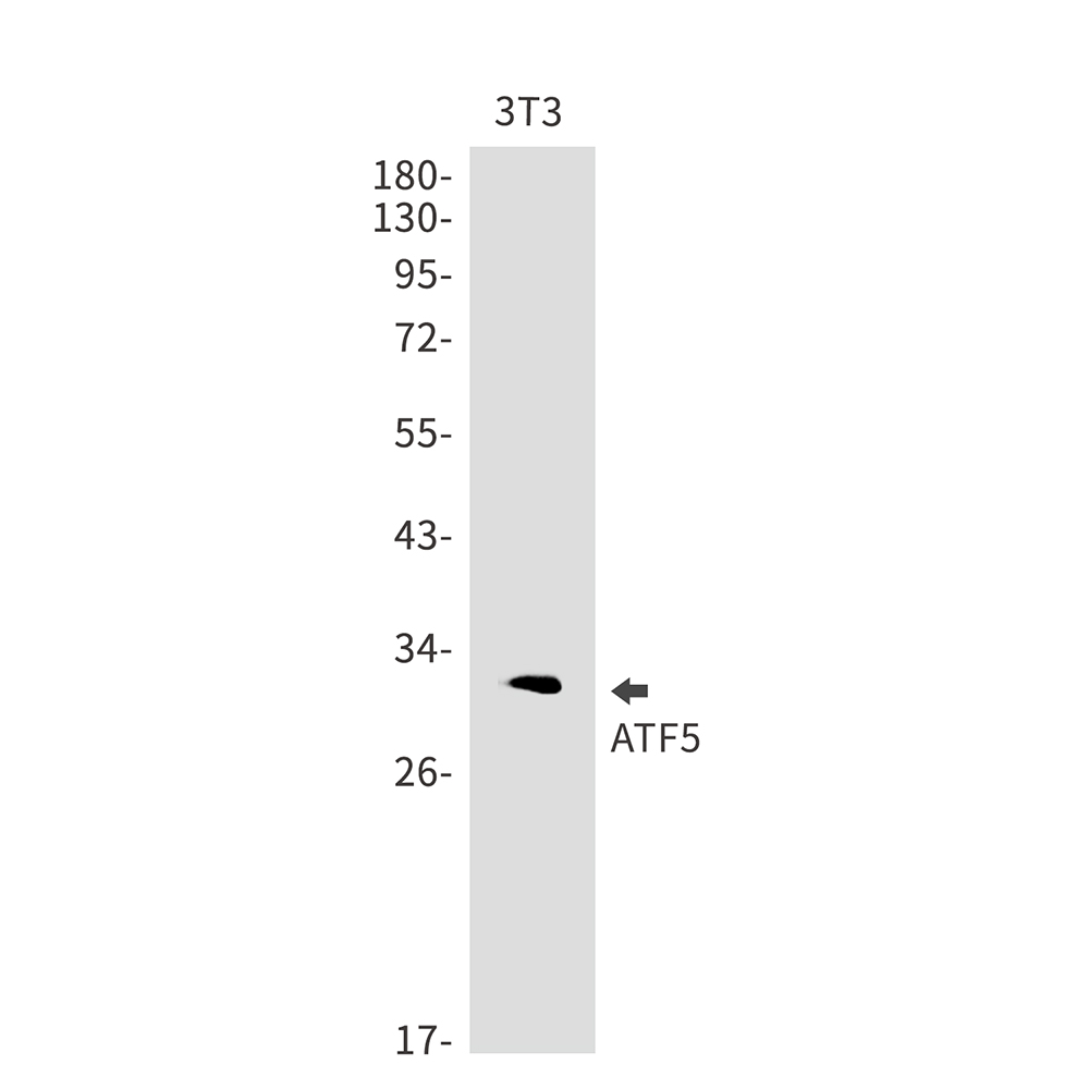 ATF5