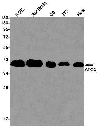 ATG3