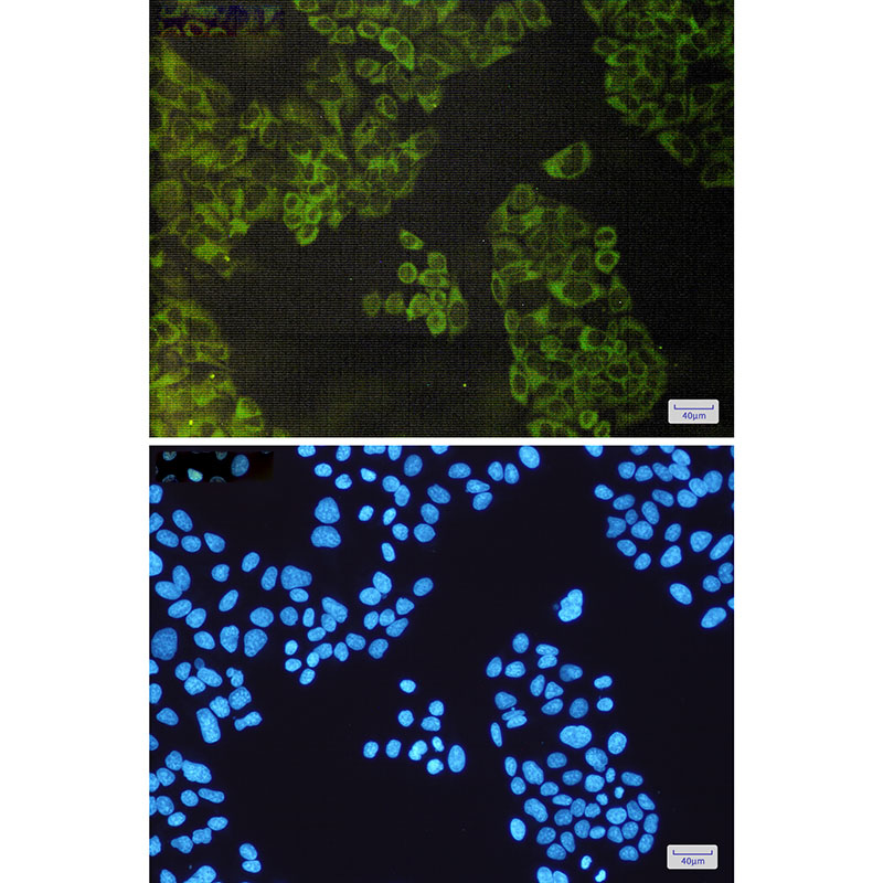 Rabbit Monoclonal Antibody to ATG3
