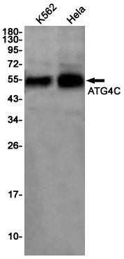 ATG4C