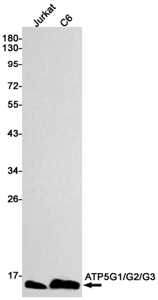 ATP5G
