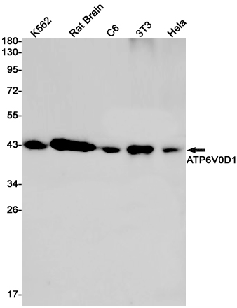 ATP6V0D1