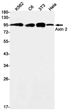 Axin 2