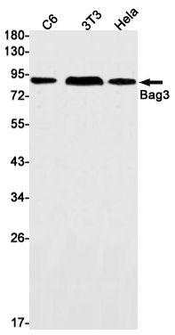 BAG3