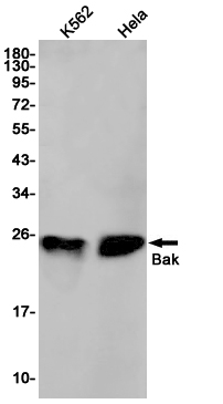 Bak
