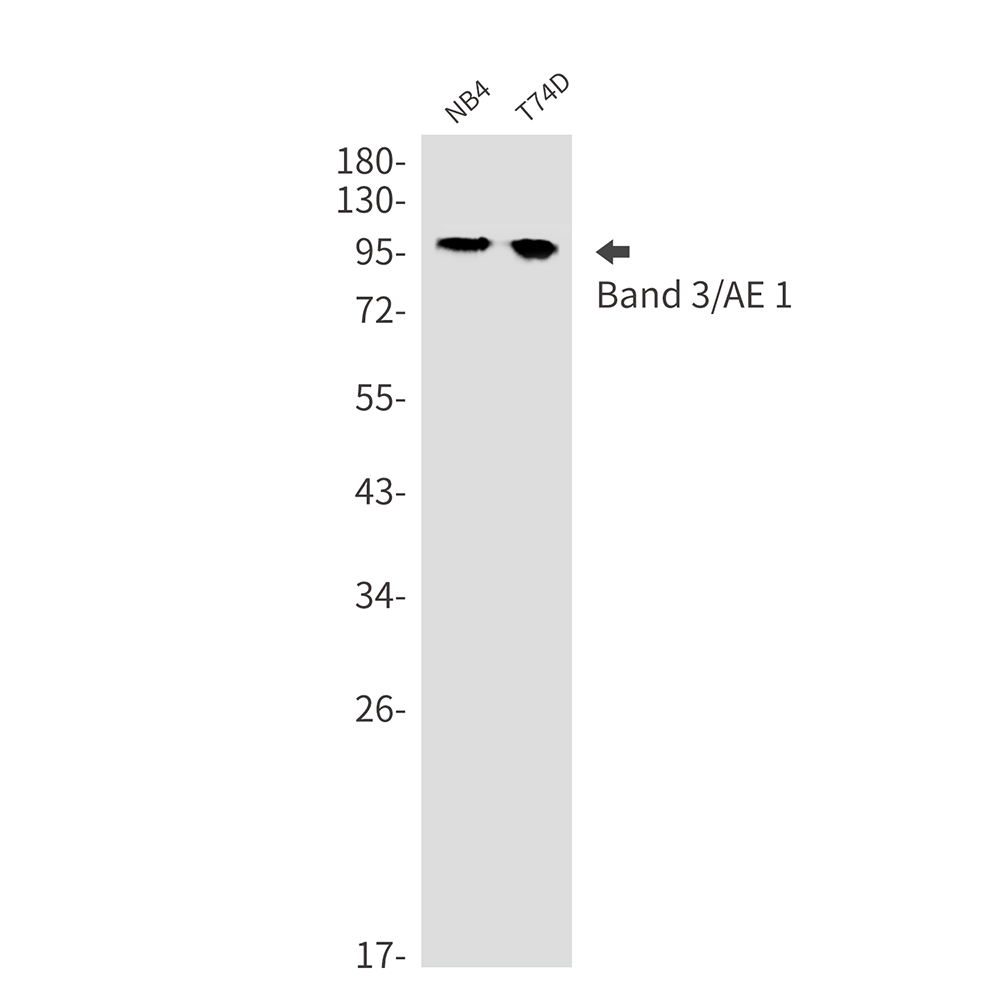 Band 3