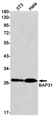 BAP31