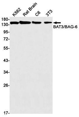 BAT3