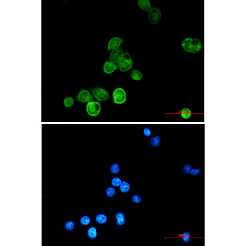 Rabbit Monoclonal Antibody to BAT3