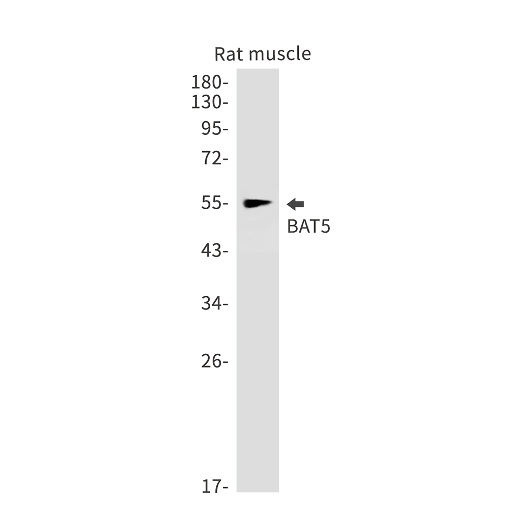 BAT5